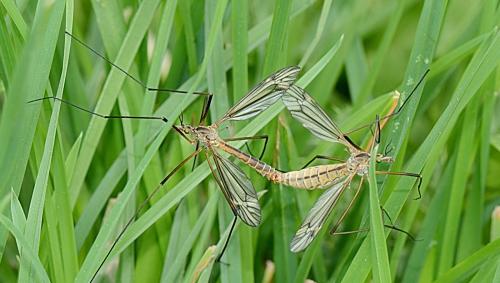 Tipula vernalis